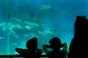 Aquarium at Sea World - Captured at Sea World, Main Beach QLD Australia.