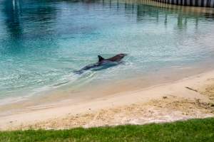 Dolphin enclosures at Sea World - Captured at Sea World, Main Beach QLD Australia.