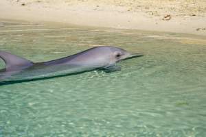 Dolphin enclosures at Sea World - Captured at Sea World, Main Beach QLD Australia.