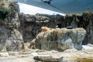 Captive polar bear at Sea World - Captured at Sea World, Main Beach QLD Australia.
