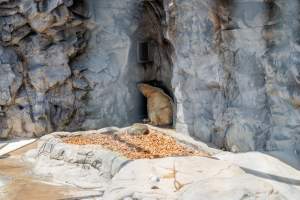 Captive polar bear at Sea World - Captured at Sea World, Main Beach QLD Australia.
