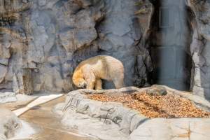 Captive polar bear at Sea World - Captured at Sea World, Main Beach QLD Australia.
