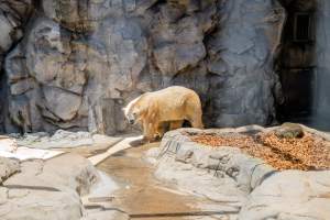 Captive polar bear at Sea World - Captured at Sea World, Main Beach QLD Australia.
