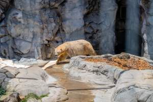 Captive polar bear at Sea World - Captured at Sea World, Main Beach QLD Australia.