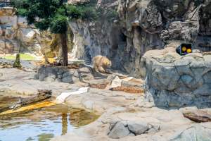 Captive polar bear at Sea World - Captured at Sea World, Main Beach QLD Australia.