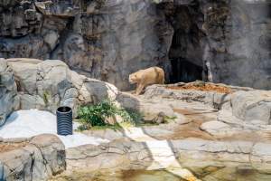 Captive polar bear at Sea World - Captured at Sea World, Main Beach QLD Australia.