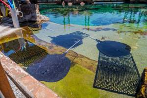 Rays at Sea World - Captured at Sea World, Main Beach QLD Australia.