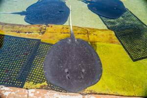 Rays at Sea World - Captured at Sea World, Main Beach QLD Australia.