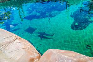 Aquarium at Sea World, from above - Captured at Sea World, Main Beach QLD Australia.