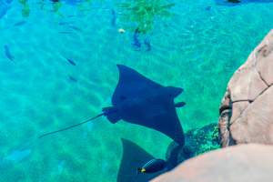 Aquarium at Sea World, from above - Captured at Sea World, Main Beach QLD Australia.