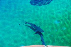 Aquarium at Sea World, from above - Captured at Sea World, Main Beach QLD Australia.
