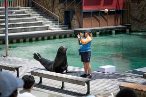 Seal show at Sea World - Captured at Sea World, Main Beach QLD Australia.
