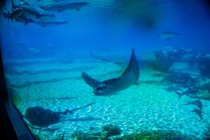 Aquarium at Sea World - Captured at Sea World, Main Beach QLD Australia.