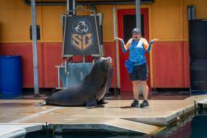 Seal show at Sea World - Captured at Sea World, Main Beach QLD Australia.