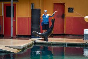 Seal show at Sea World - Captured at Sea World, Main Beach QLD Australia.