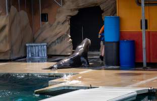 Seal show at Sea World - Captured at Sea World, Main Beach QLD Australia.
