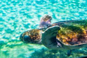 Turtle in aquarium at Sea World - Captured at Sea World, Main Beach QLD Australia.