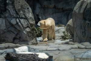 Captive polar bear at Sea World - Captured at Sea World, Main Beach QLD Australia.