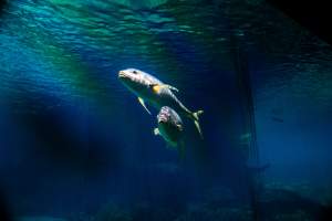Aquarium at Sea World - Captured at Sea World, Main Beach QLD Australia.