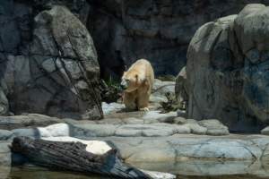 Captive polar bear at Sea World - Captured at Sea World, Main Beach QLD Australia.