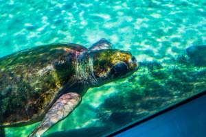 Turtle in aquarium at Sea World - Captured at Sea World, Main Beach QLD Australia.