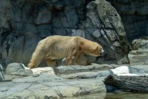 Captive polar bear at Sea World - Captured at Sea World, Main Beach QLD Australia.