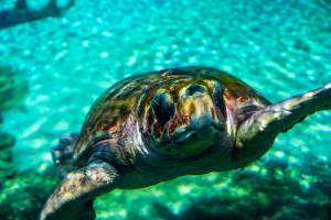 Turtle in aquarium at Sea World - Captured at Sea World, Main Beach QLD Australia.