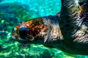 Turtle in aquarium at Sea World - Captured at Sea World, Main Beach QLD Australia.