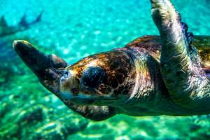 Turtle in aquarium at Sea World - Captured at Sea World, Main Beach QLD Australia.