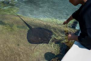 Visitors at the ray pool at Sea World - Captured at Sea World, Main Beach QLD Australia.