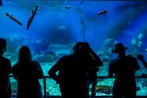 Spectators watch aquarium at Sea World - Captured at Sea World, Main Beach QLD Australia.