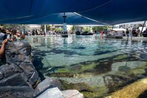 Visitors at the ray pool at Sea World - Captured at Sea World, Main Beach QLD Australia.