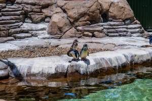 Little/fairy penguins at Sea World - Captured at Sea World, Main Beach QLD Australia.