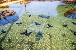 Little/fairy penguins at Sea World - Captured at Sea World, Main Beach QLD Australia.
