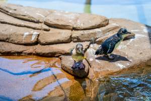 Little/fairy penguins at Sea World - Captured at Sea World, Main Beach QLD Australia.