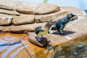 Little/fairy penguins at Sea World - Captured at Sea World, Main Beach QLD Australia.