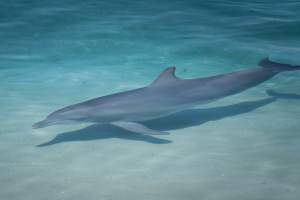 Dolphin enclosures at Sea World - Captured at Sea World, Main Beach QLD Australia.