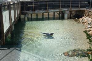 Seals/sea lions at Sea World - Captured at Sea World, Main Beach QLD Australia.