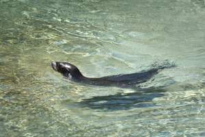 Seals/sea lions at Sea World - Captured at Sea World, Main Beach QLD Australia.