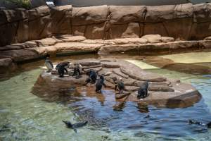 Little/fairy penguins at Sea World - Captured at Sea World, Main Beach QLD Australia.