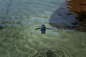 Little/fairy penguins at Sea World - Captured at Sea World, Main Beach QLD Australia.