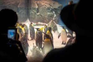Penguin enclosure at Sea World - Captured at Sea World, Main Beach QLD Australia.
