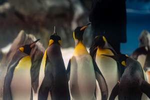 Penguin enclosure at Sea World - Captured at Sea World, Main Beach QLD Australia.