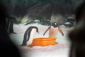 Penguin enclosure at Sea World - Captured at Sea World, Main Beach QLD Australia.