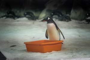 Penguin enclosure at Sea World - Captured at Sea World, Main Beach QLD Australia.