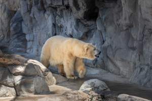 Captive polar bear at Sea World - Captured at Sea World, Main Beach QLD Australia.