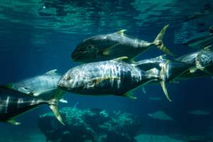 Aquarium at Sea World - Captured at Sea World, Main Beach QLD Australia.