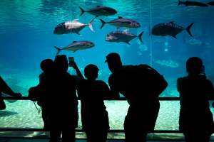 Aquarium at Sea World - Captured at Sea World, Main Beach QLD Australia.
