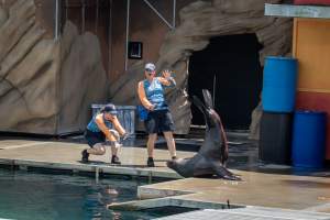 Seal show at Sea World - Captured at Sea World, Main Beach QLD Australia.