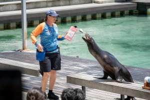 Seal show at Sea World - Captured at Sea World, Main Beach QLD Australia.